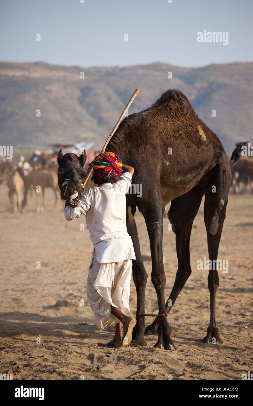 Homme Rajput et un chameau chameau en colère à la foire de Pushkar Inde Banque D'Images