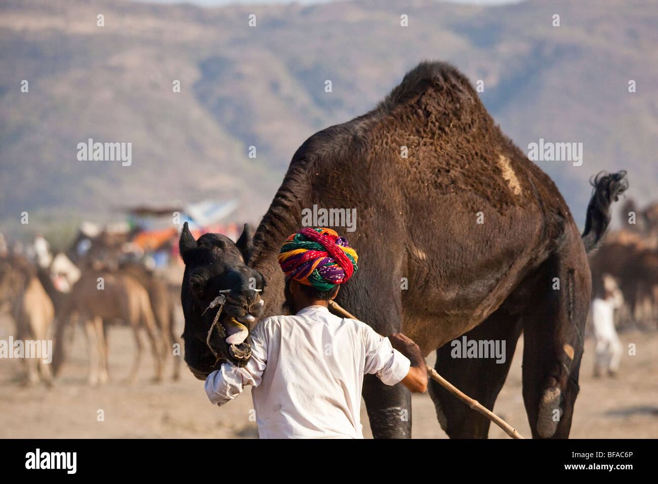 Homme Rajput et un chameau chameau en colère à la foire de Pushkar Inde Banque D'Images