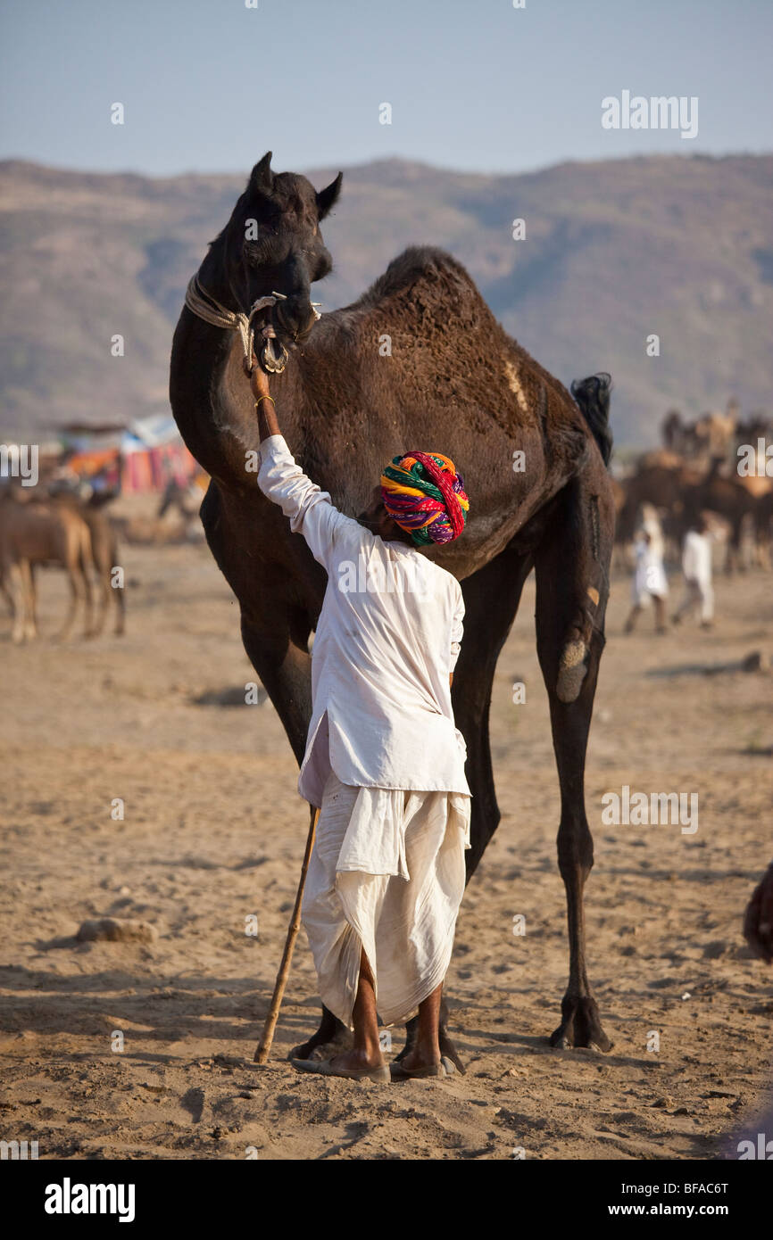 Homme Rajput et un chameau chameau en colère à la foire de Pushkar Inde Banque D'Images
