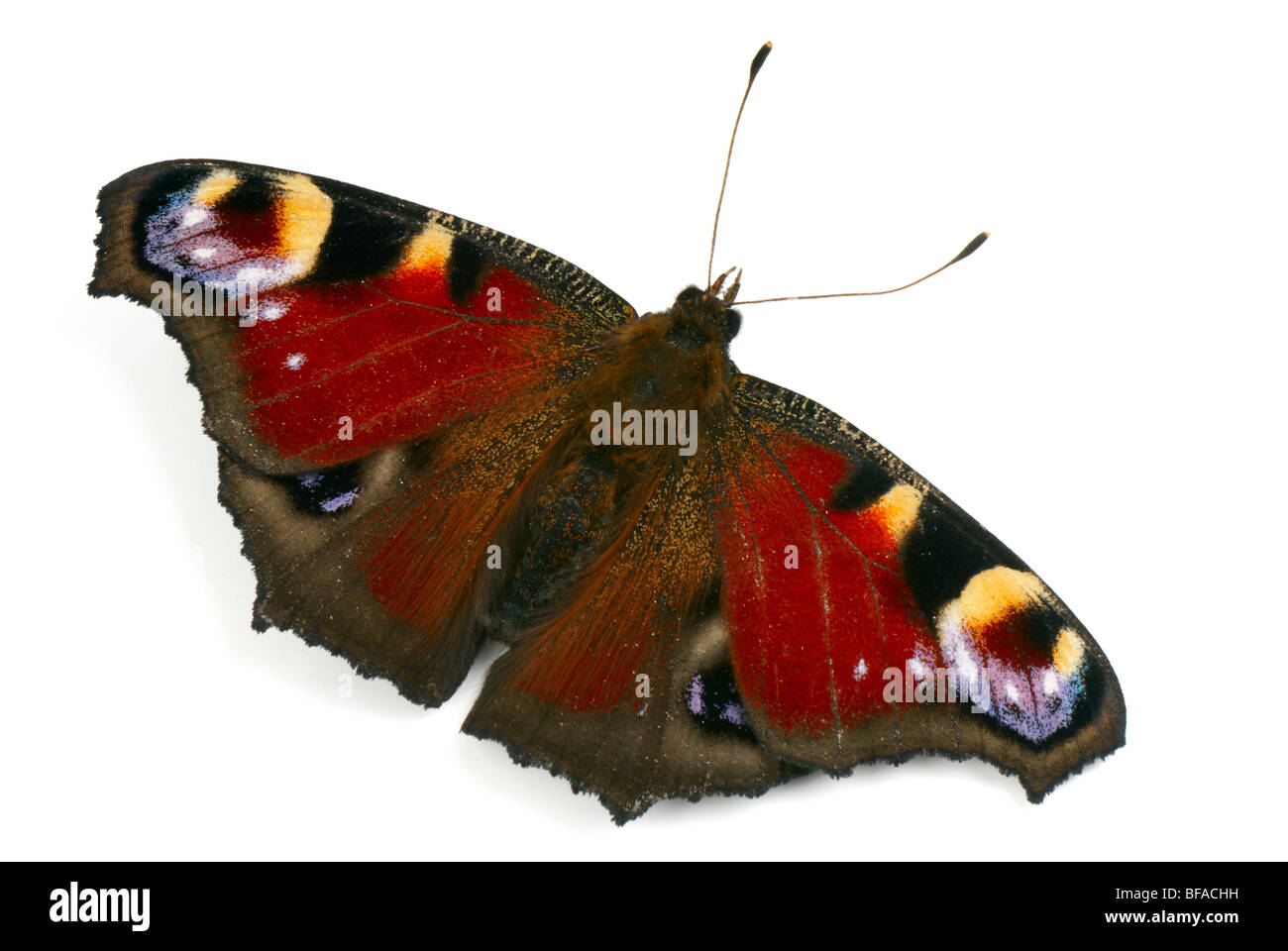 L'Peacock (Nymphalis io). Peacock papillon macro sur fond blanc avec l'ombre naturelle. Banque D'Images