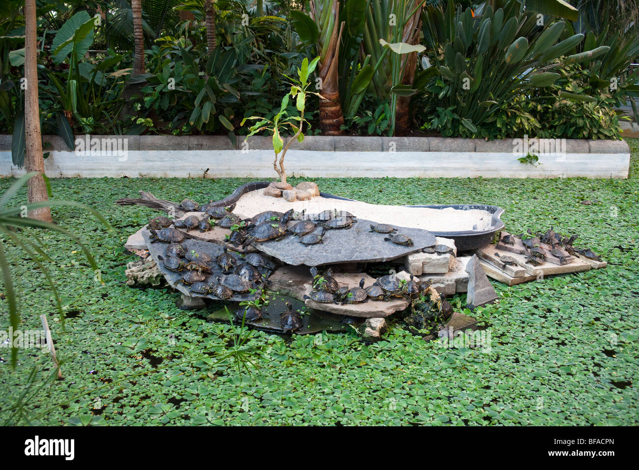 Des tortues terrestres en jardin tropical, la gare d'Atocha, Madrid, Espagne Banque D'Images