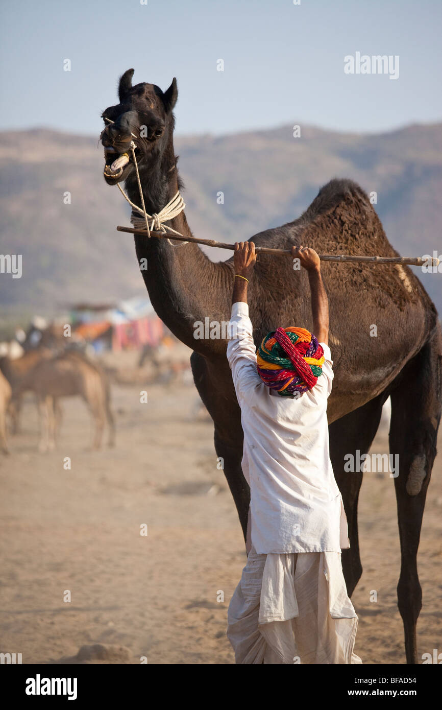 Homme Rajput et un chameau chameau en colère à la foire de Pushkar Inde Banque D'Images