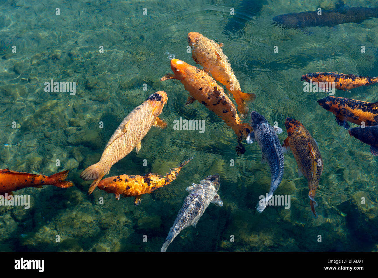 Carpes koï dans le mill pond à Tapolca - Balaton, Hongrie Banque D'Images