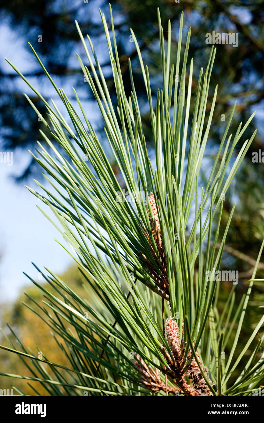 Les aiguilles de pin le pin sylvestre Pinus sylvestris Photo Stock - Alamy