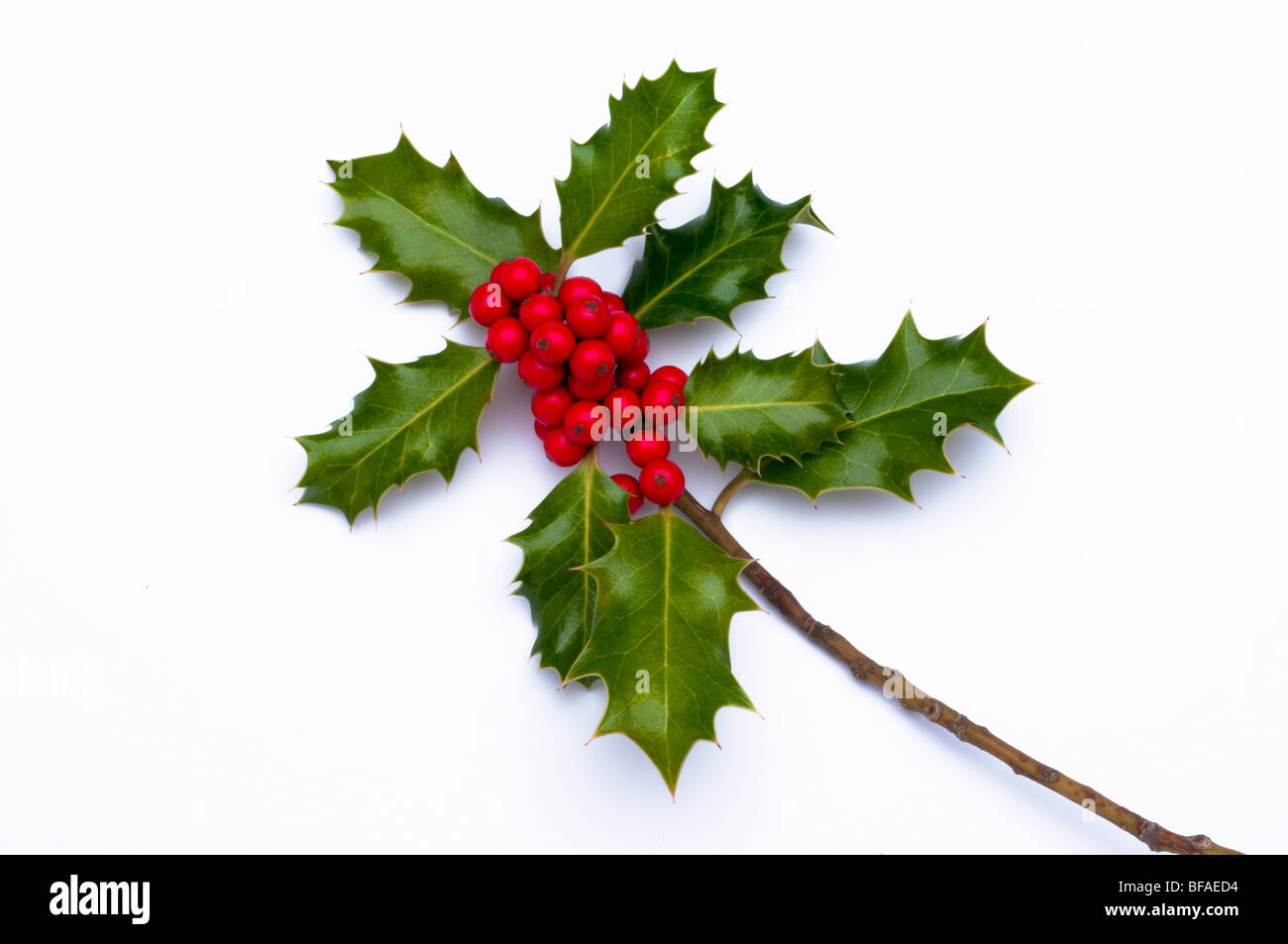 Branche de houx vert de saison aux fruits rouges sur fond blanc Banque D'Images