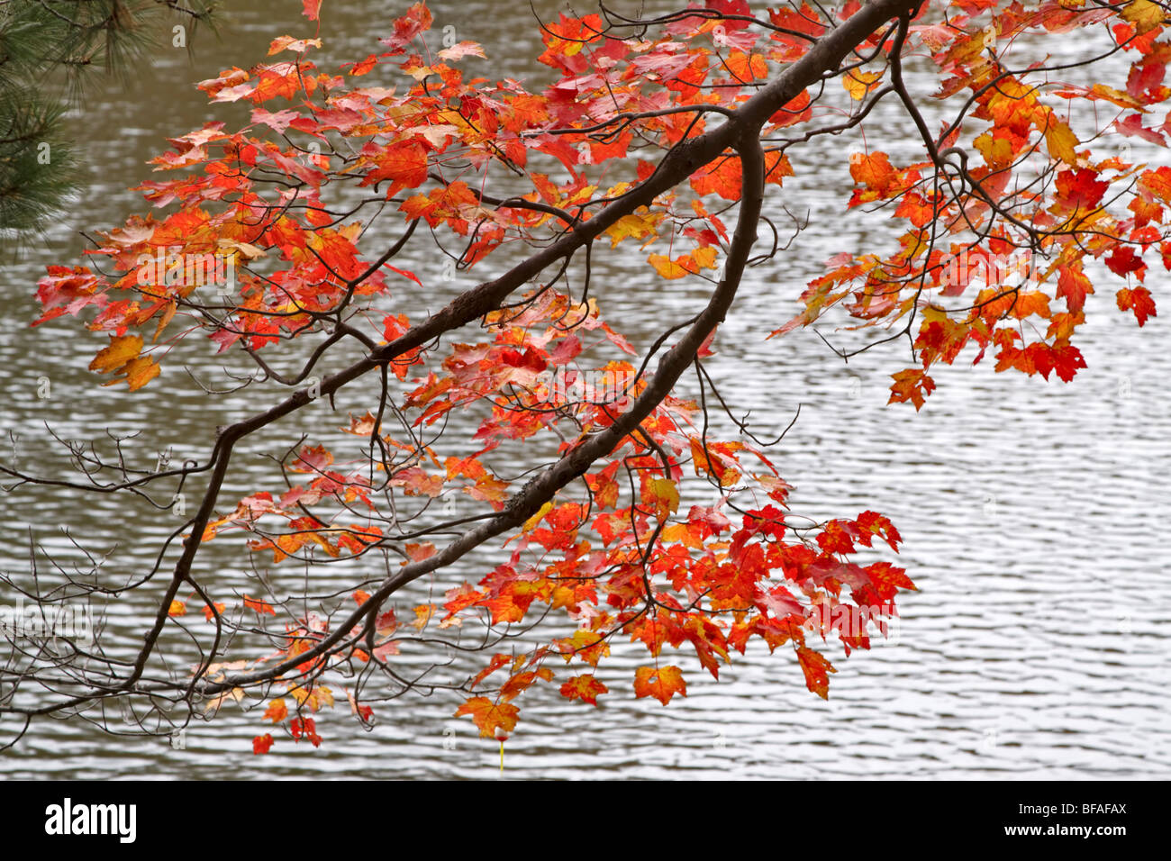 Feuilles d'érable rouge à Allegany State Park, New York Banque D'Images