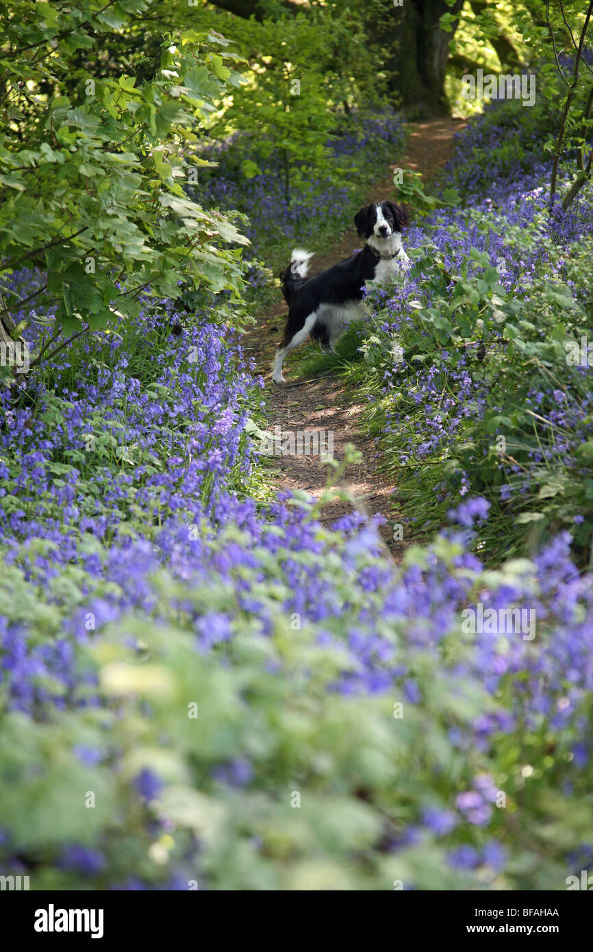 Molly le Cross Border Collie chien dans l'anglais jacinthes dans un bois de printemps Banque D'Images