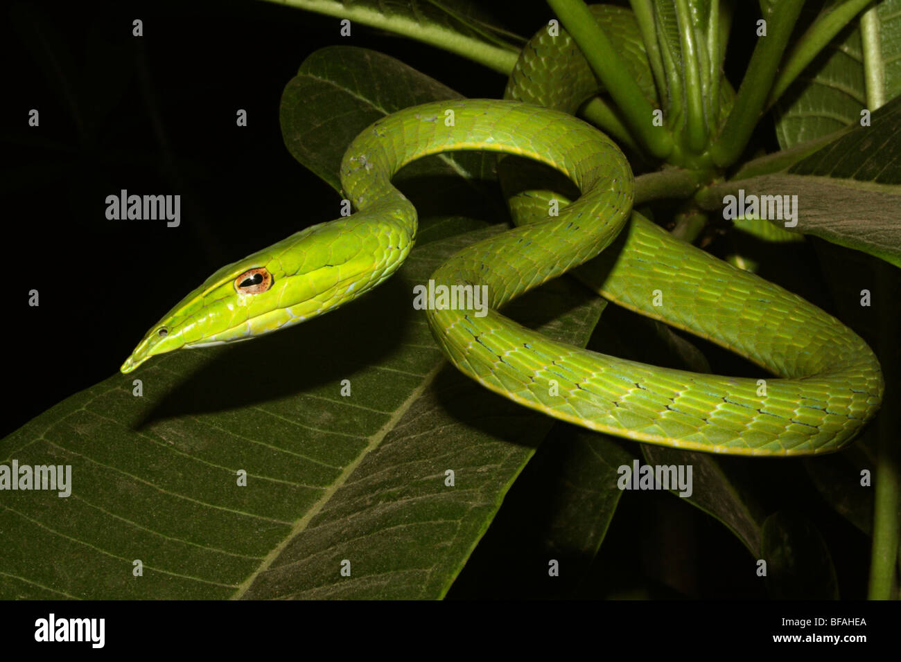 Serpent de vigne commune. Ahaetulla nasutus, venimeux, non commun vert. Banque D'Images