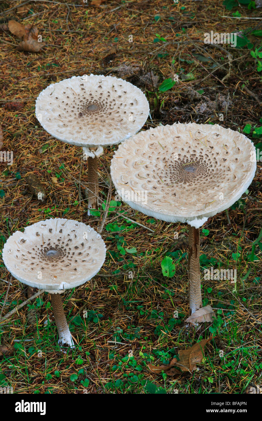 Parasol de champignons (Lepiota procera) Banque D'Images
