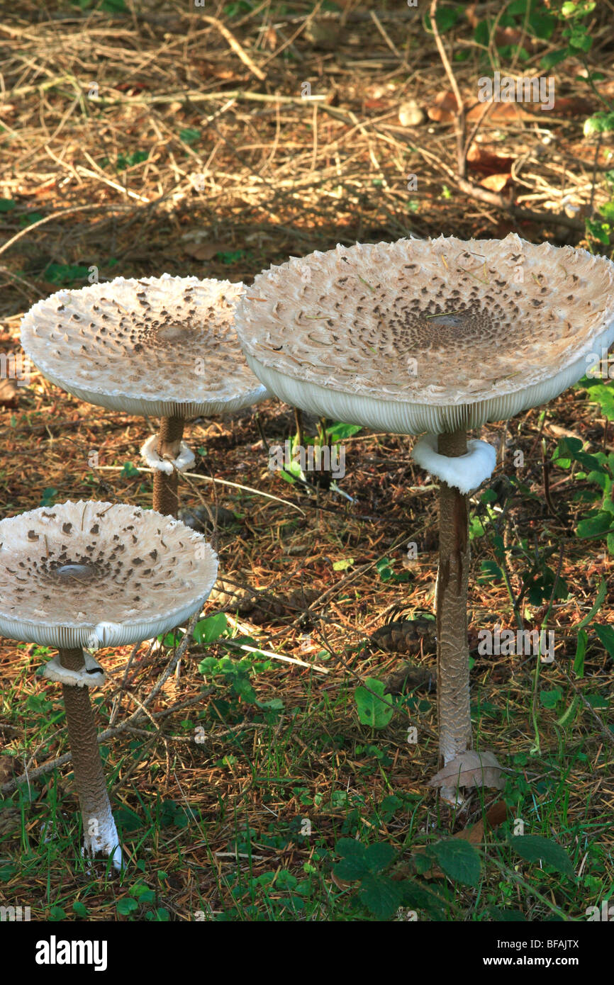 Parasol de champignons (Lepiota procera) Banque D'Images