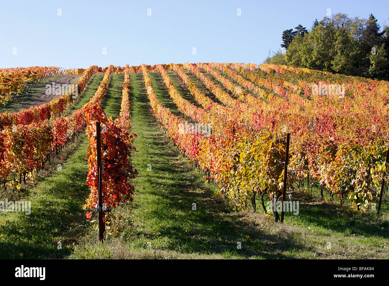 La production de vin de raisin de plus en plus d'un vignoble dans le Marches,Italie. Banque D'Images