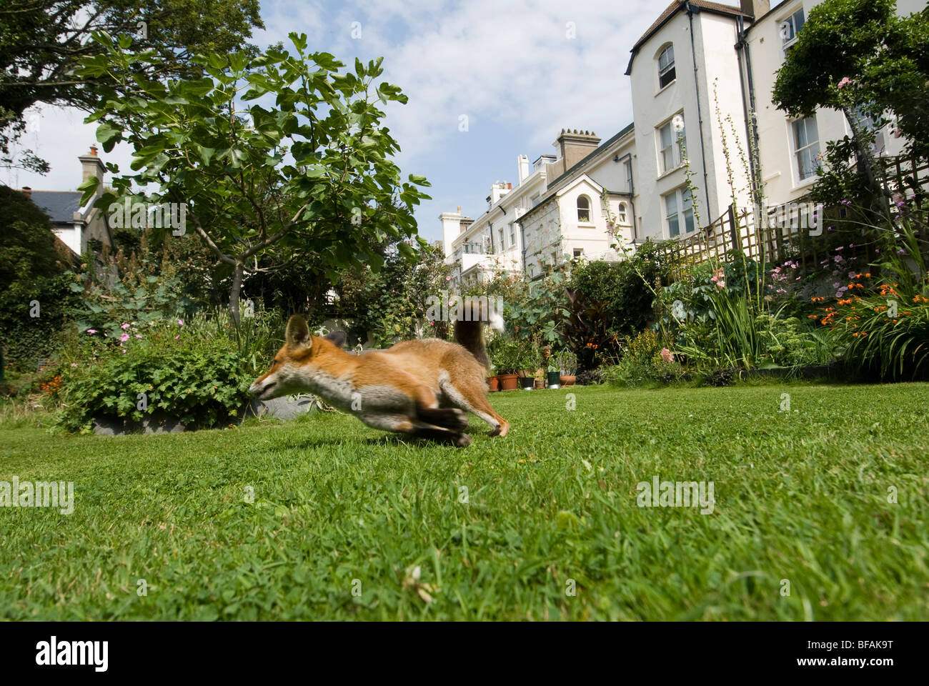 Un renard urbain dans une ville jardin à la lumière du jour. Banque D'Images