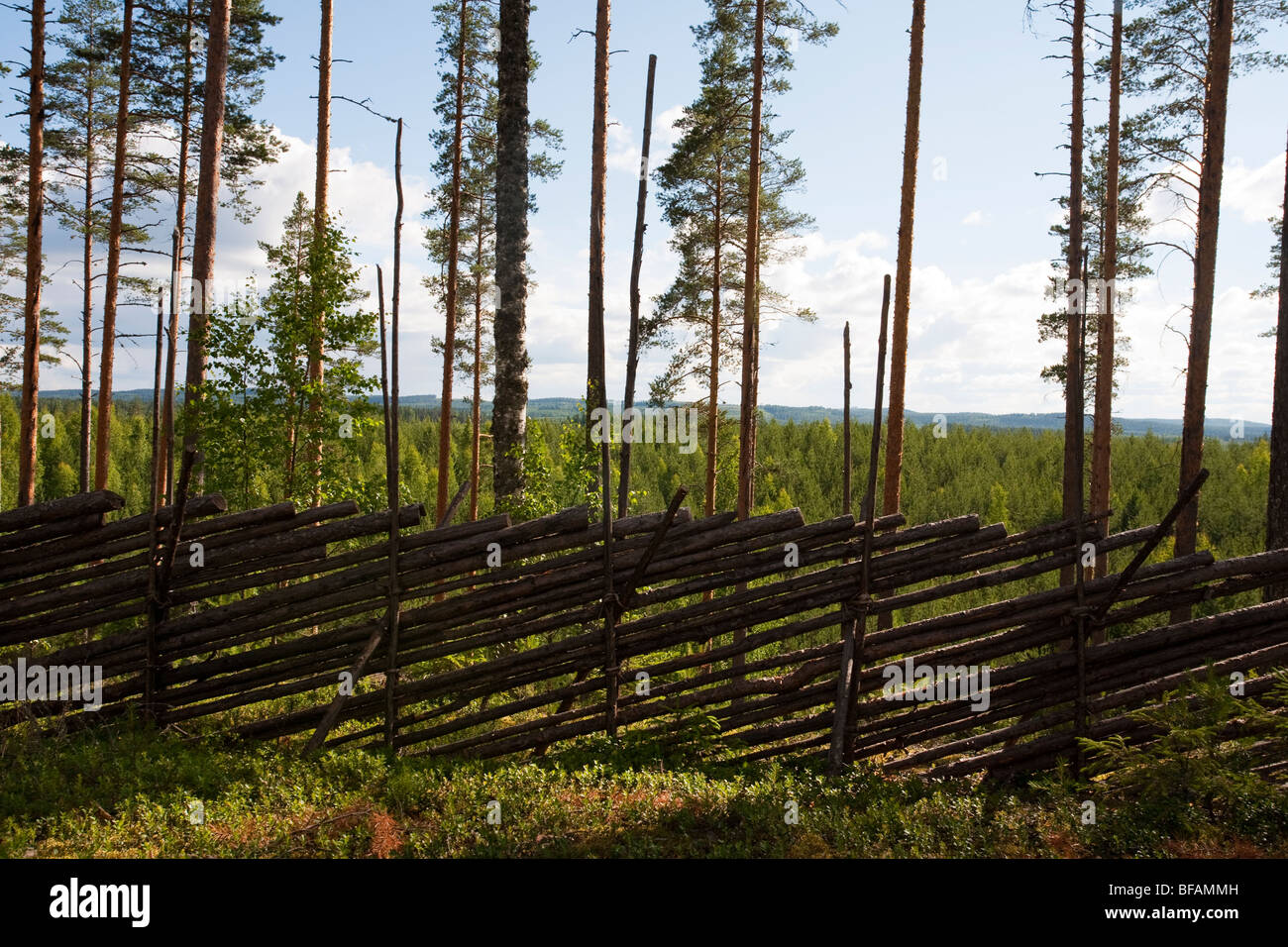 Clôture traditionnelle finlandaise en bois / clôture bâton faite de poteaux en épicéa qui sont attachés ensemble à l'aide de joints en brindilles de genévrier, Finlande Banque D'Images