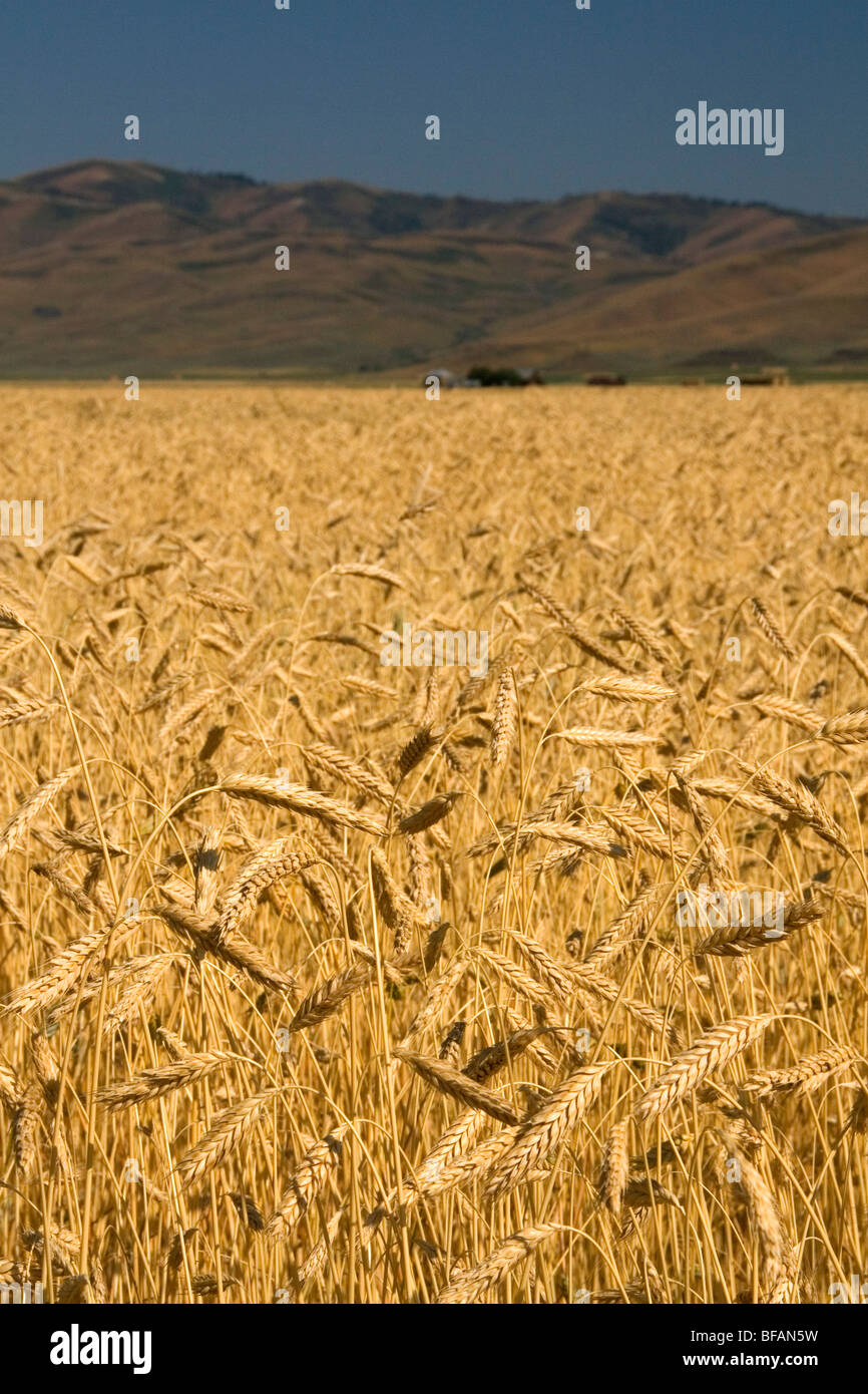 Les champs de blé mûr à Camas Comté, California, USA. Banque D'Images
