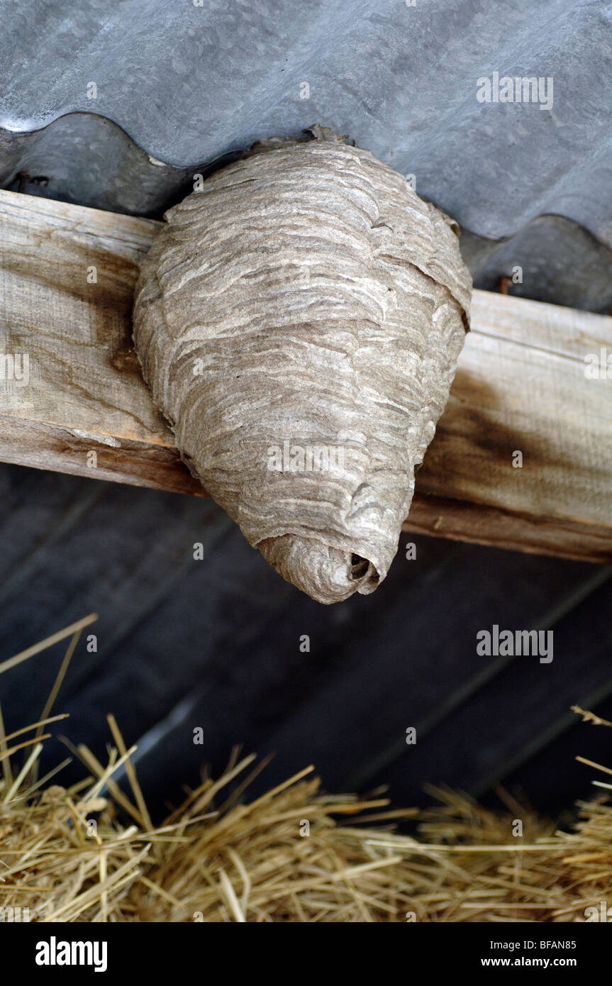 Nid de guêpes, nid de guêpes ou ruche, suspendu au toit d'une grange, Blieux, Alpes-de-haute-Provence, France Banque D'Images
