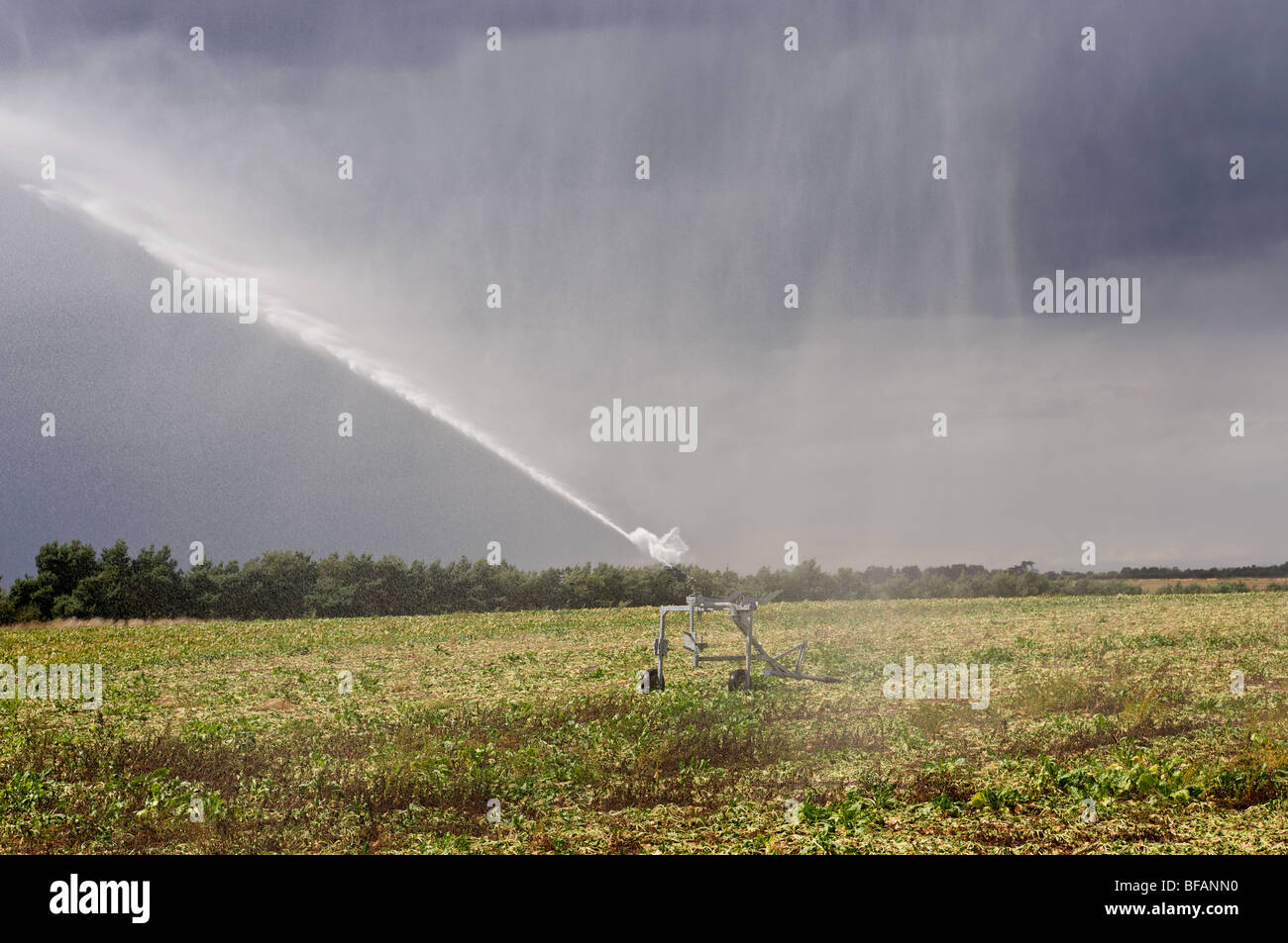La sécheresse a frappé les cultures irriguées, Sutton, Suffolk, UK. Banque D'Images