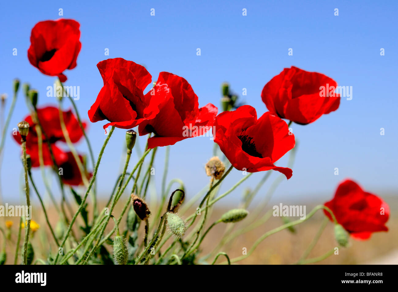 Israël, un champ de coquelicots Papaver umbonatum rouge Banque D'Images