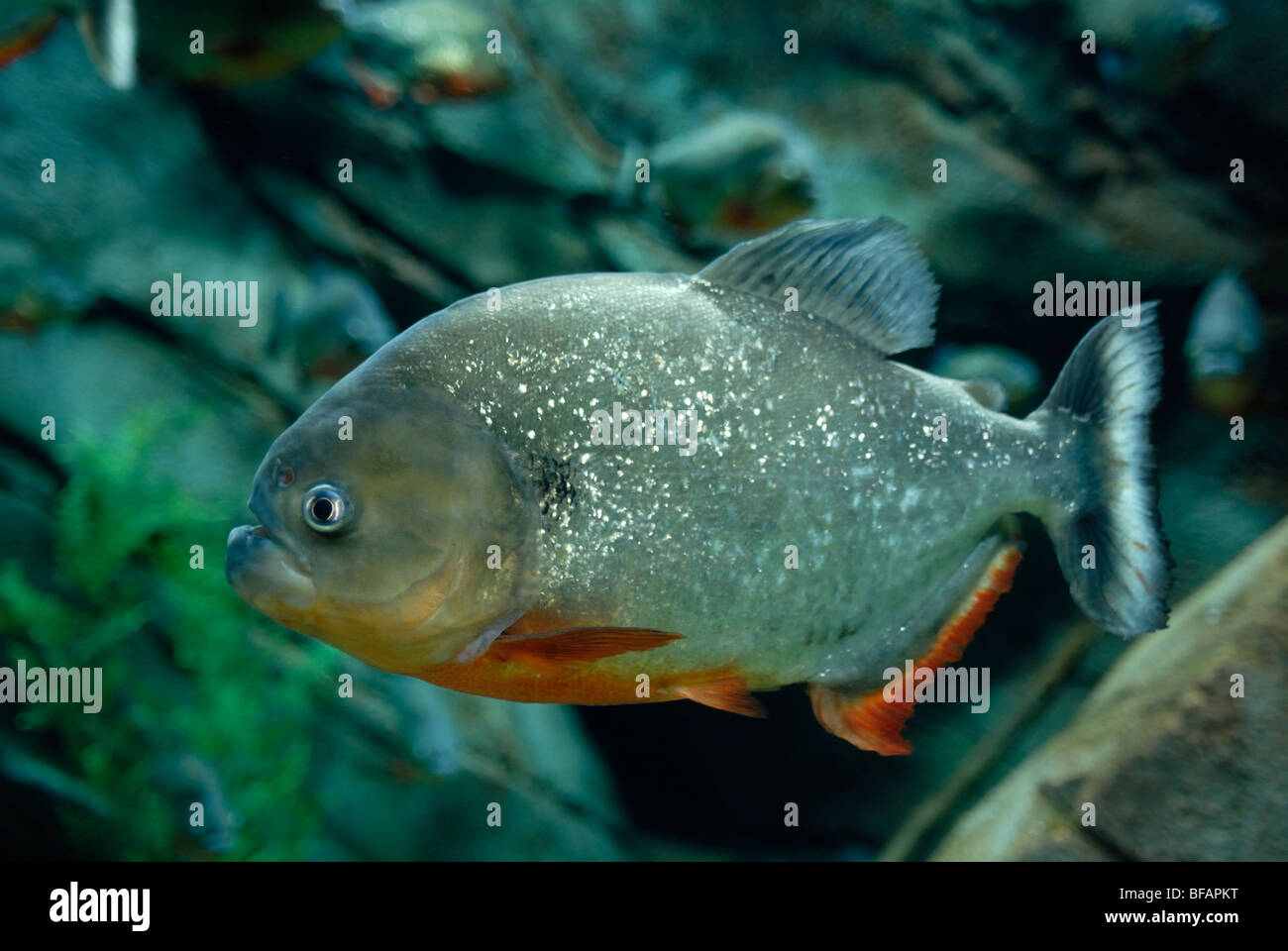Le Piranha rouge la pièce, Pygocentrus nattereri, Aquarium de Géorgie, Atlanta, GA Banque D'Images