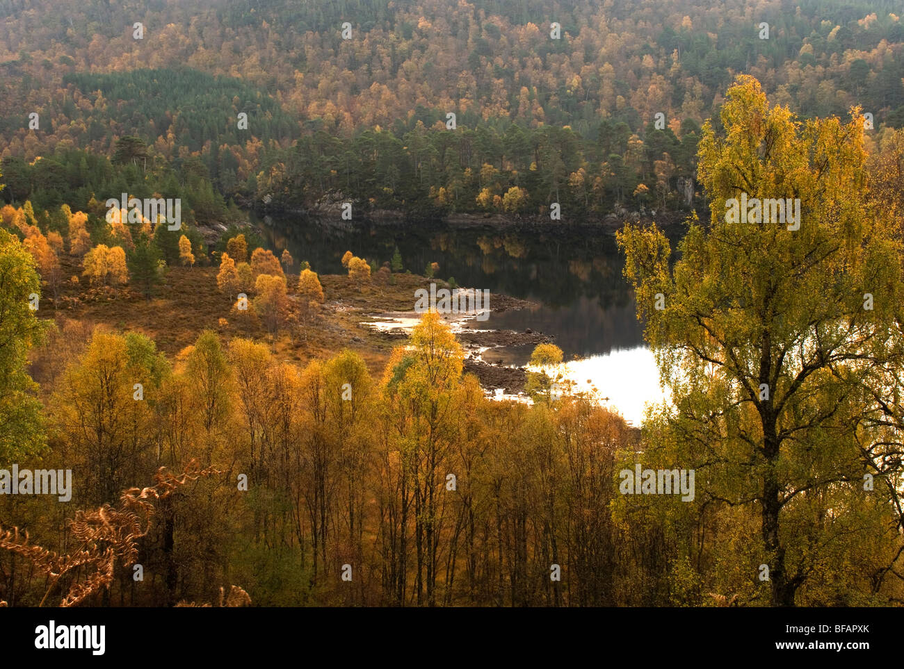 L'automne à Glen Affric, Ecosse Banque D'Images
