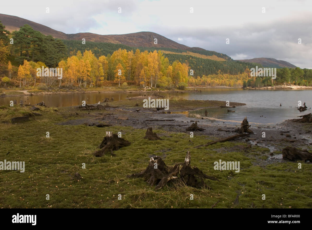 L'automne à Glen Affric, Ecosse Banque D'Images