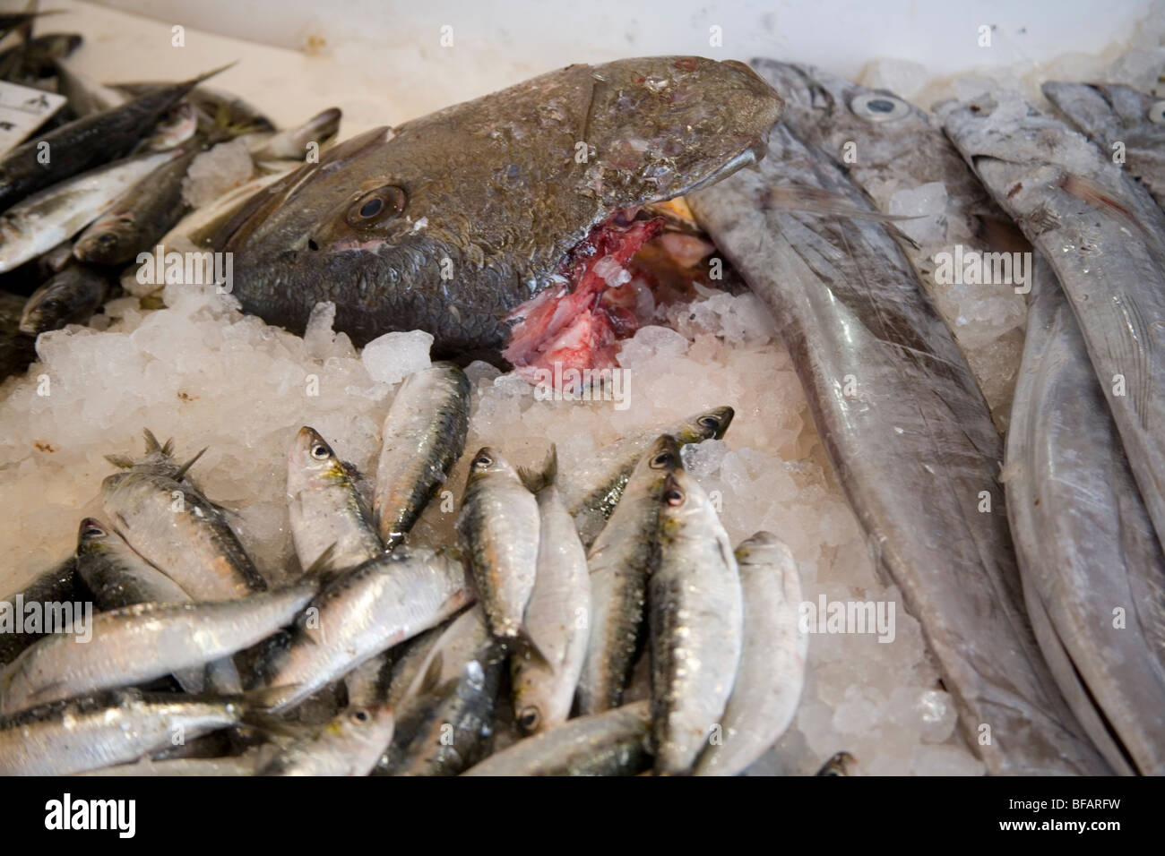 Du poisson frais à l'intérieur du marché aux poissons, Lagos, Portugal Banque D'Images