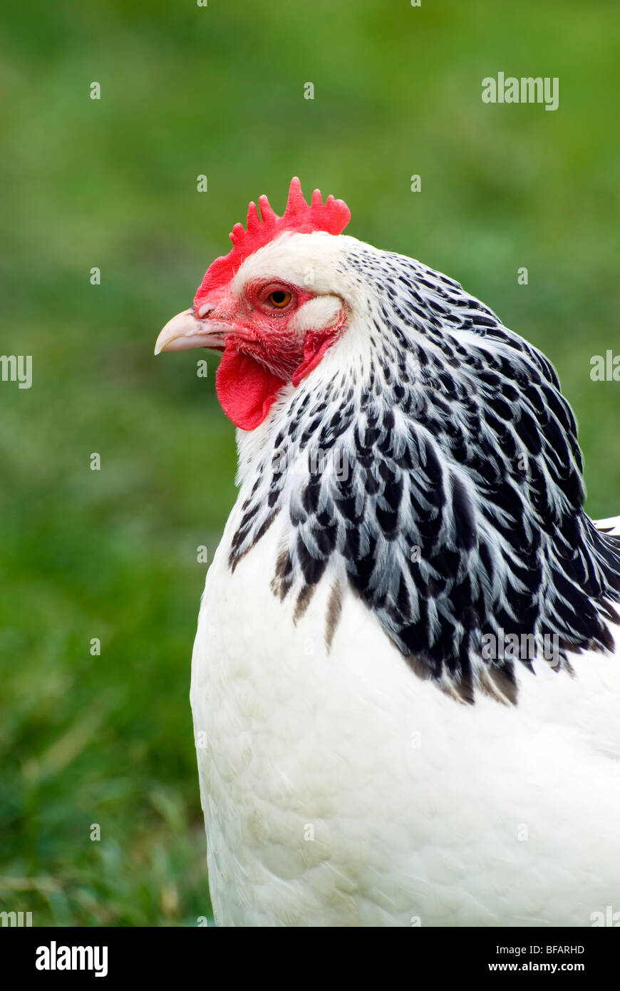 Poule noire et blanche Banque de photographies et d’images à haute