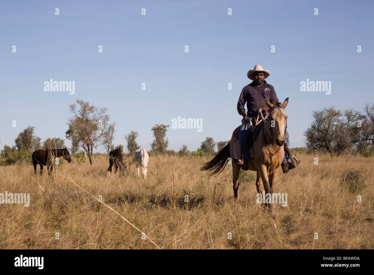 Home Valley Station stockman rassemblement autochtone à cheval dans l'ouest de l'Australie Kimberley la Gibb River Road en Australie Banque D'Images