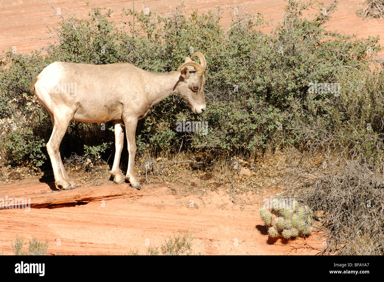 Stock photo d'un désert le mouflon d'ewe la navigation sur un arbuste, Zion National Park, Utah. Banque D'Images