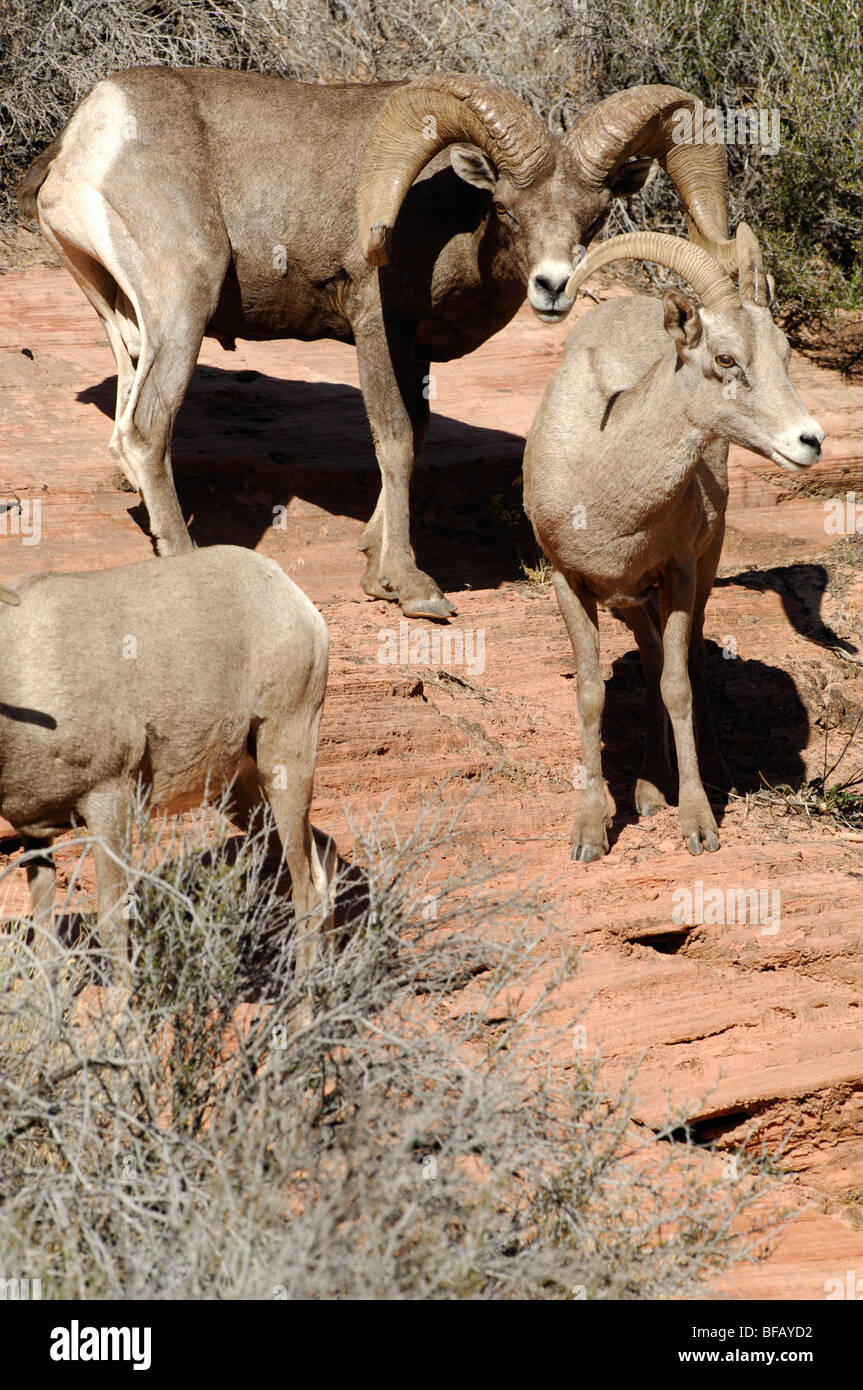 Stock photo d'un grand désert mouflon d'afficher un comportement de reproduction par une brebis, Zion National Park, Utah. Banque D'Images