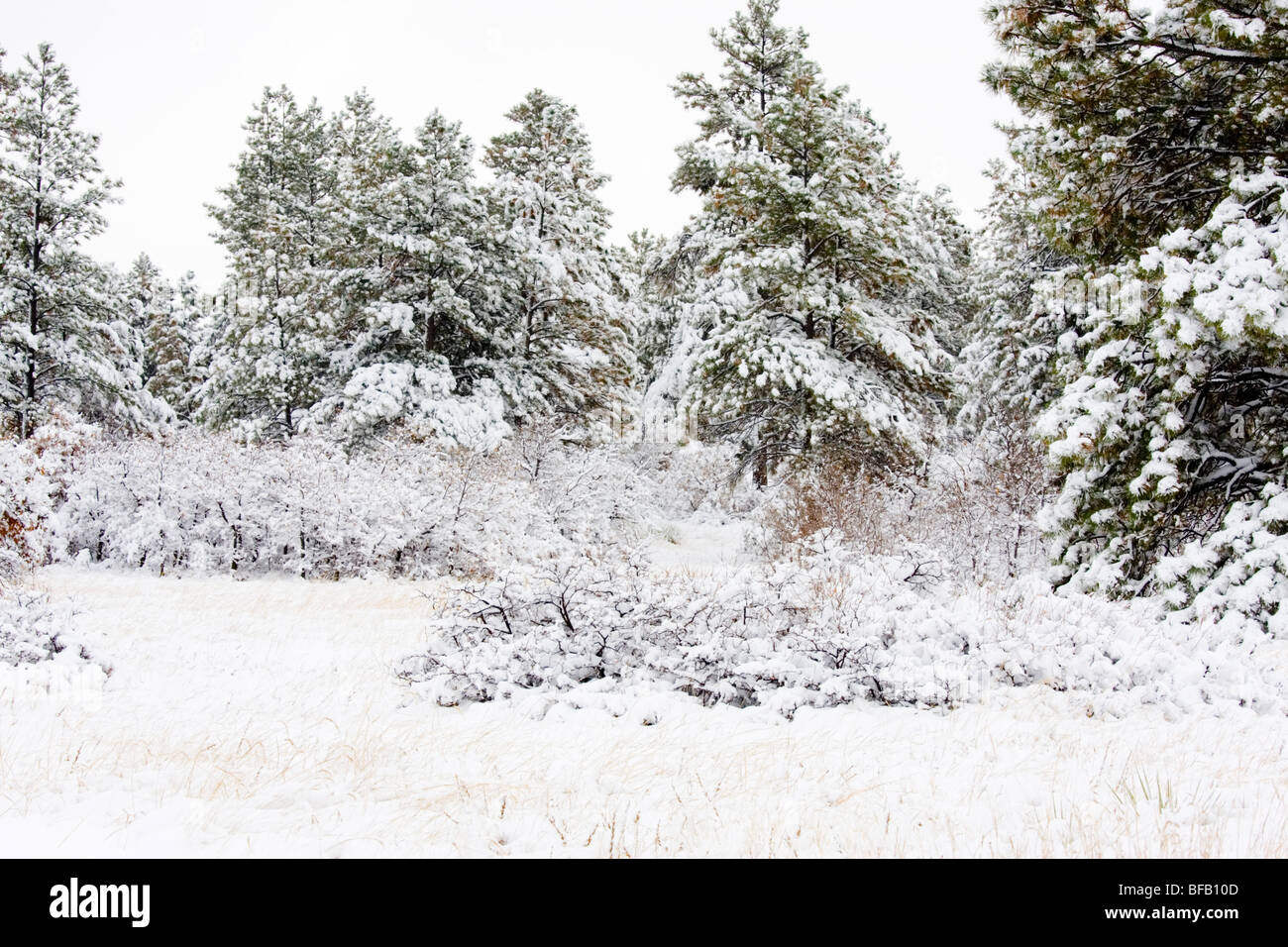 Beaux pins couverts de neige après une grosse tempête de neige au Colorado. Banque D'Images
