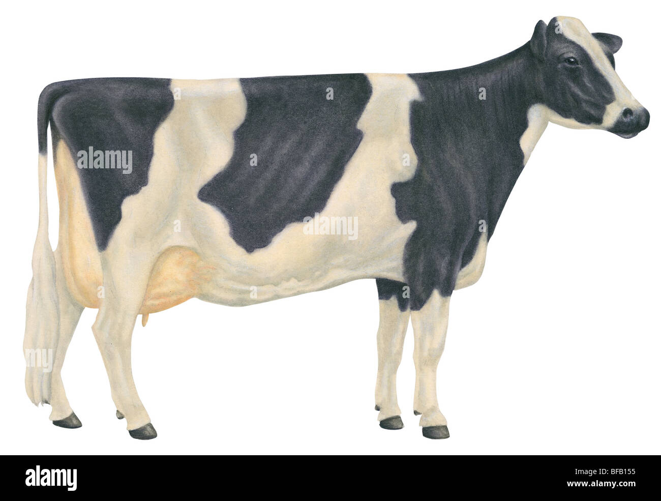 La vache Holstein Banque D'Images