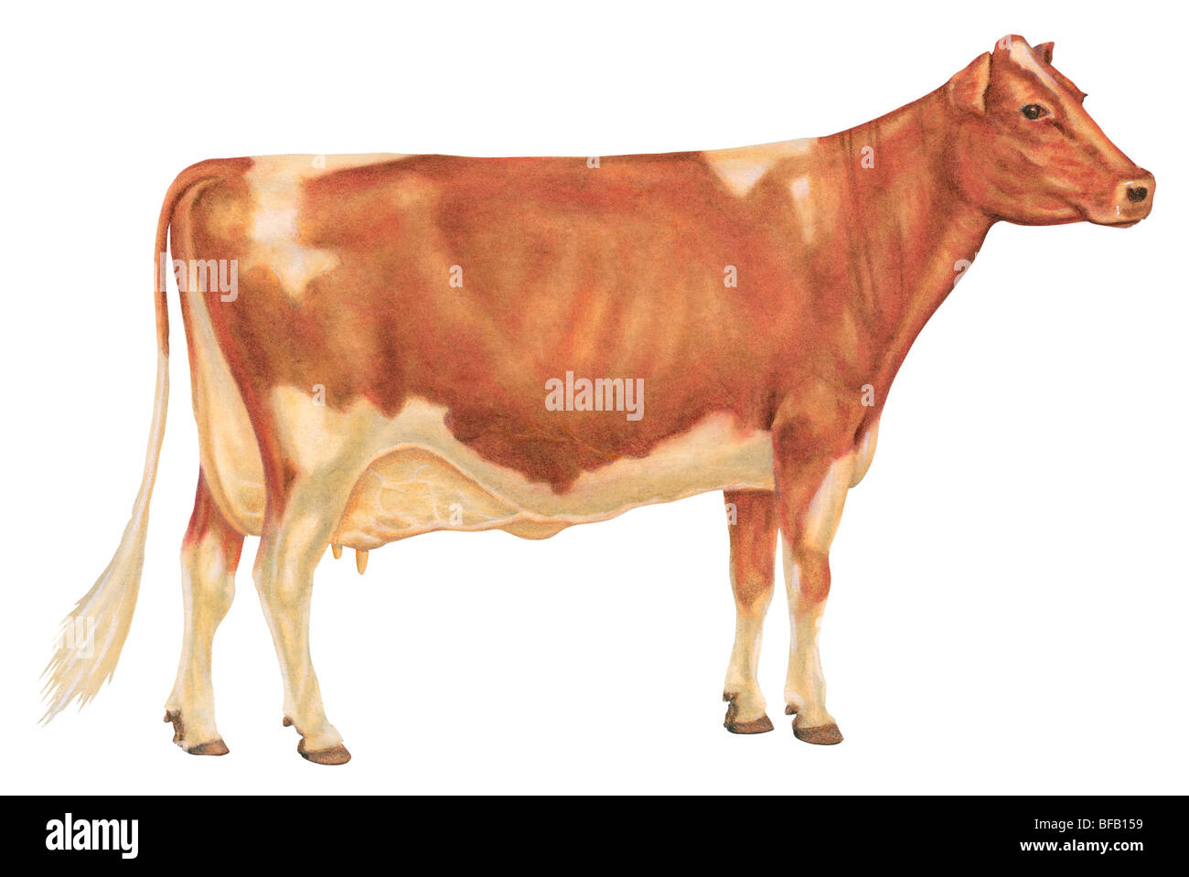 Vache de Guernesey Banque D'Images