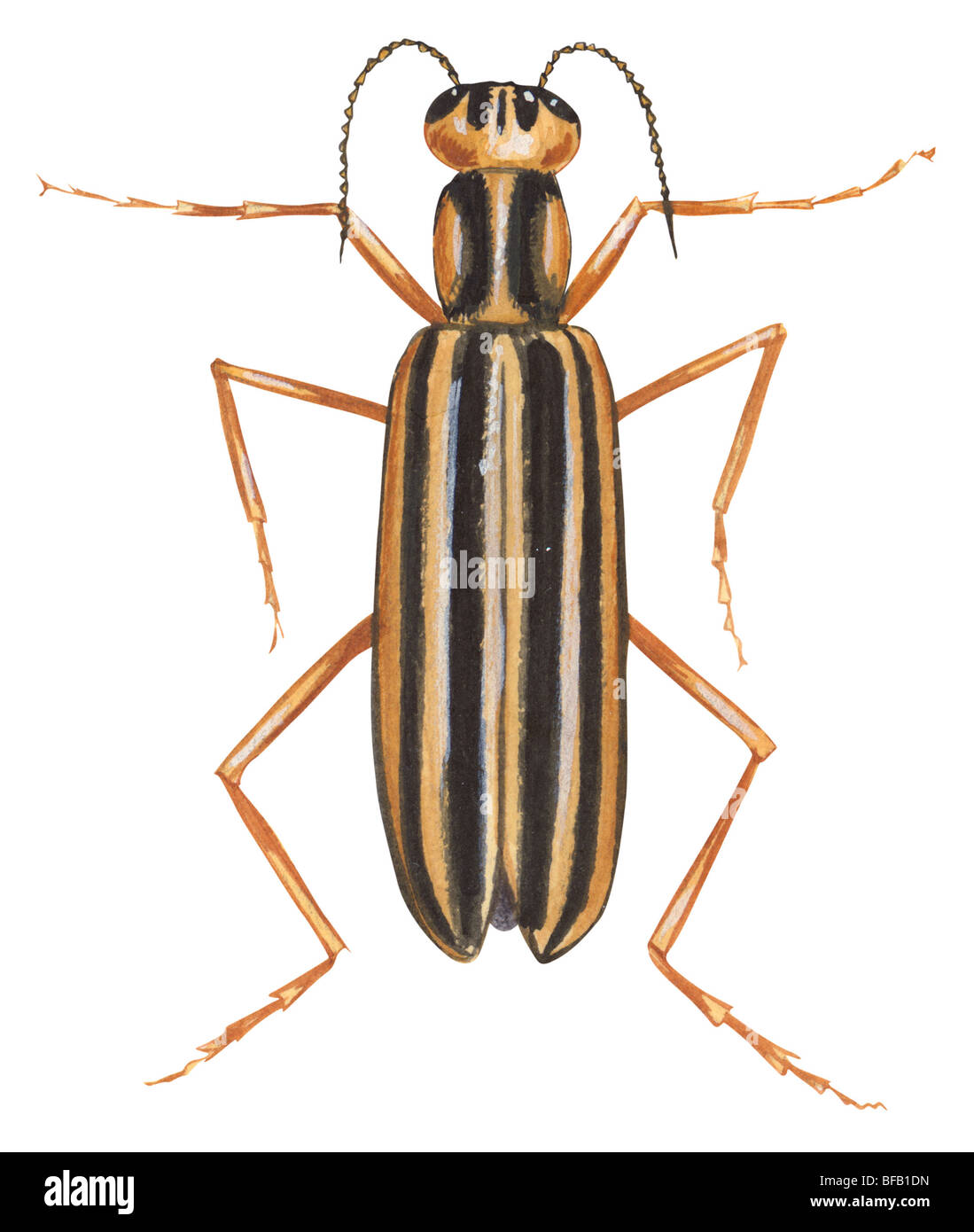 Blister beetle rayée Banque D'Images