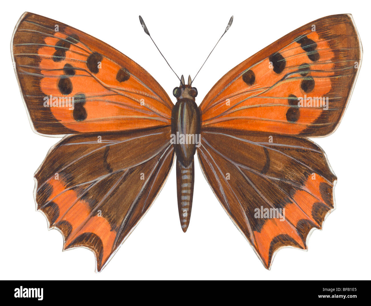 Papillon cuivre américain Banque D'Images