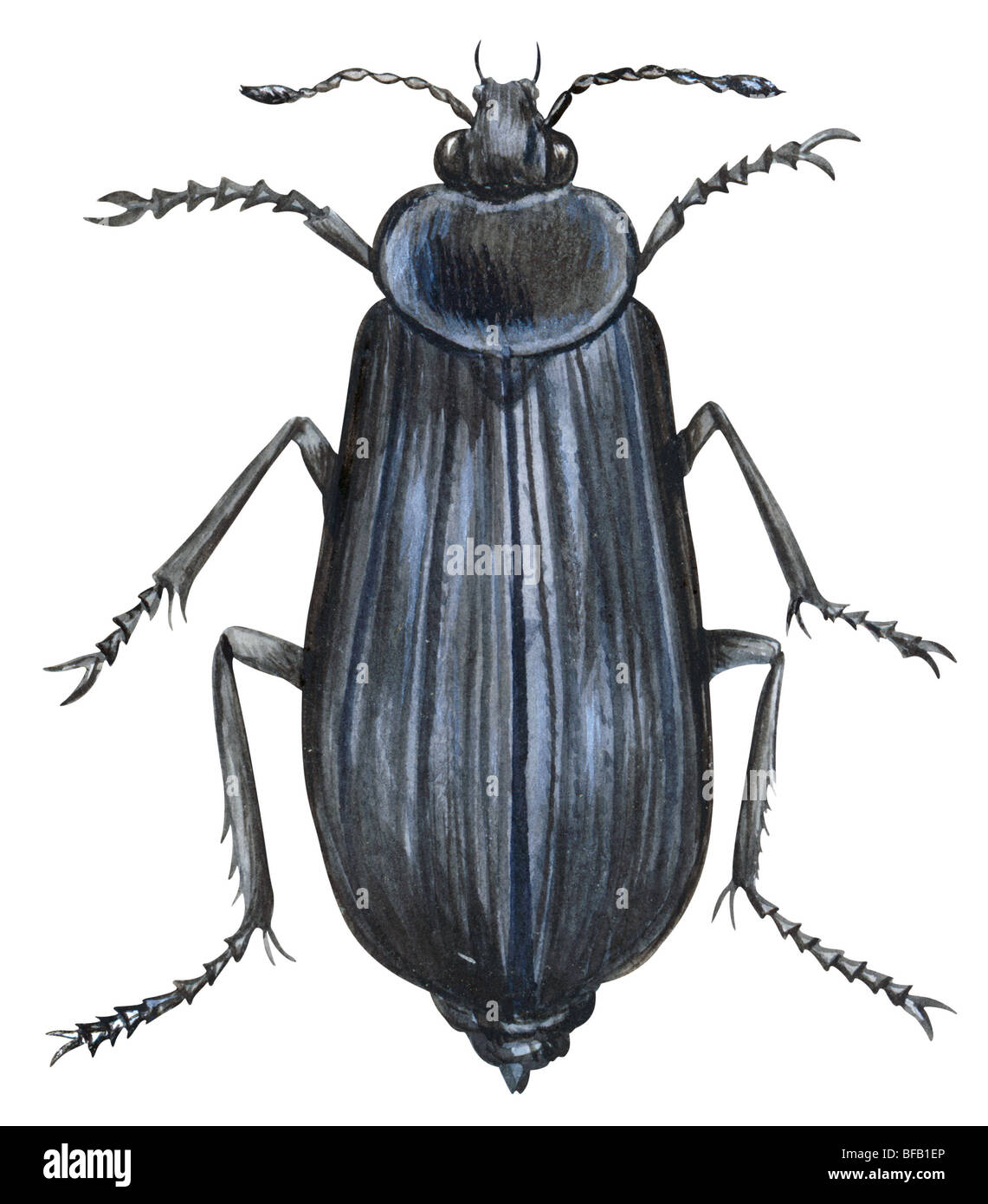 Charogne beetle Banque D'Images