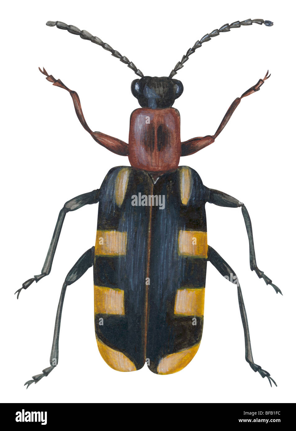 Les asperges beetle Banque D'Images