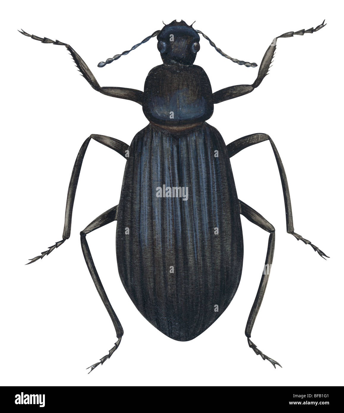 Darkling beetle Banque D'Images