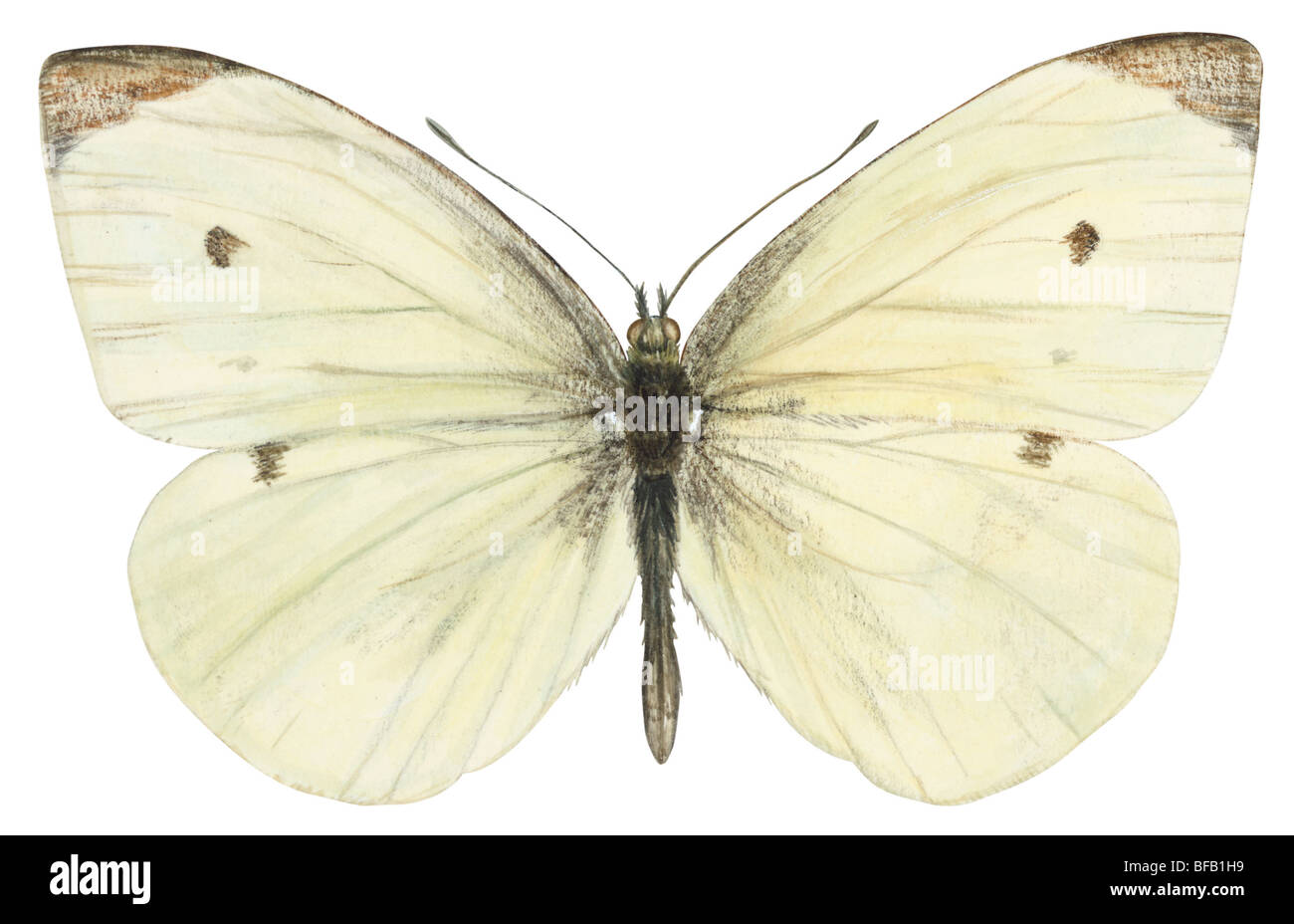 Papillon du chou (Pieris rapae). Banque D'Images