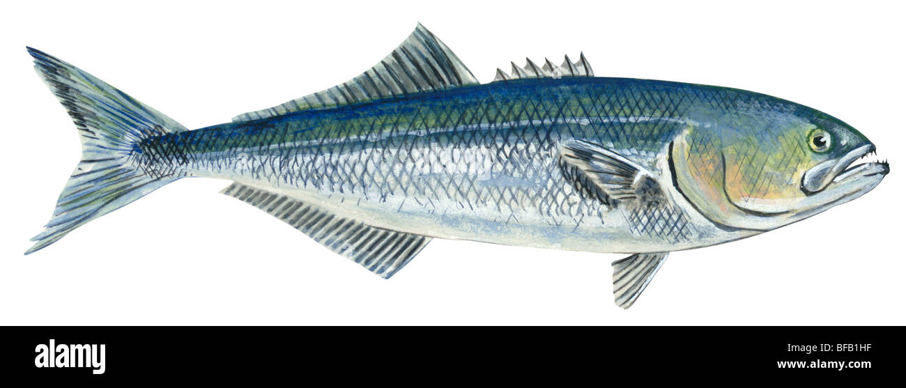Bluefish pomatomus saltatrix Banque de photographies et d’images à ...