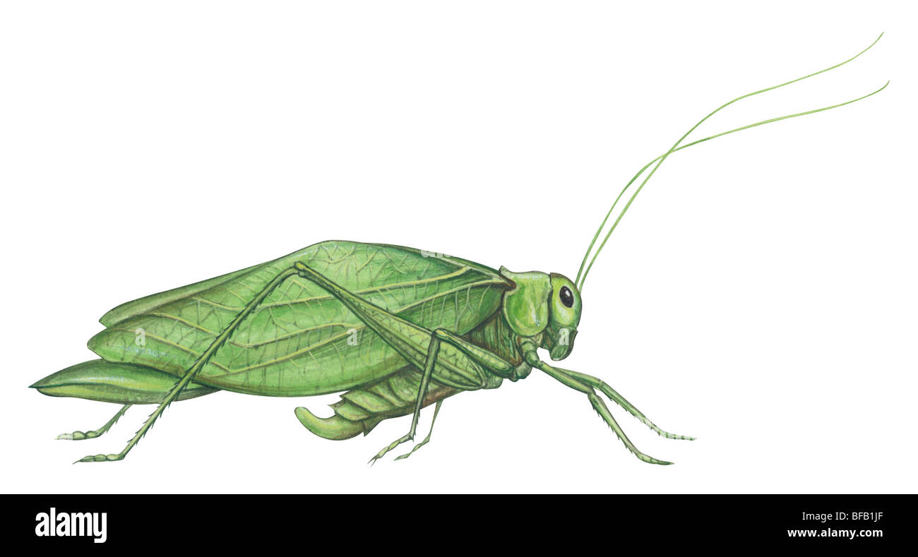 Broadwinged katydid Banque D'Images