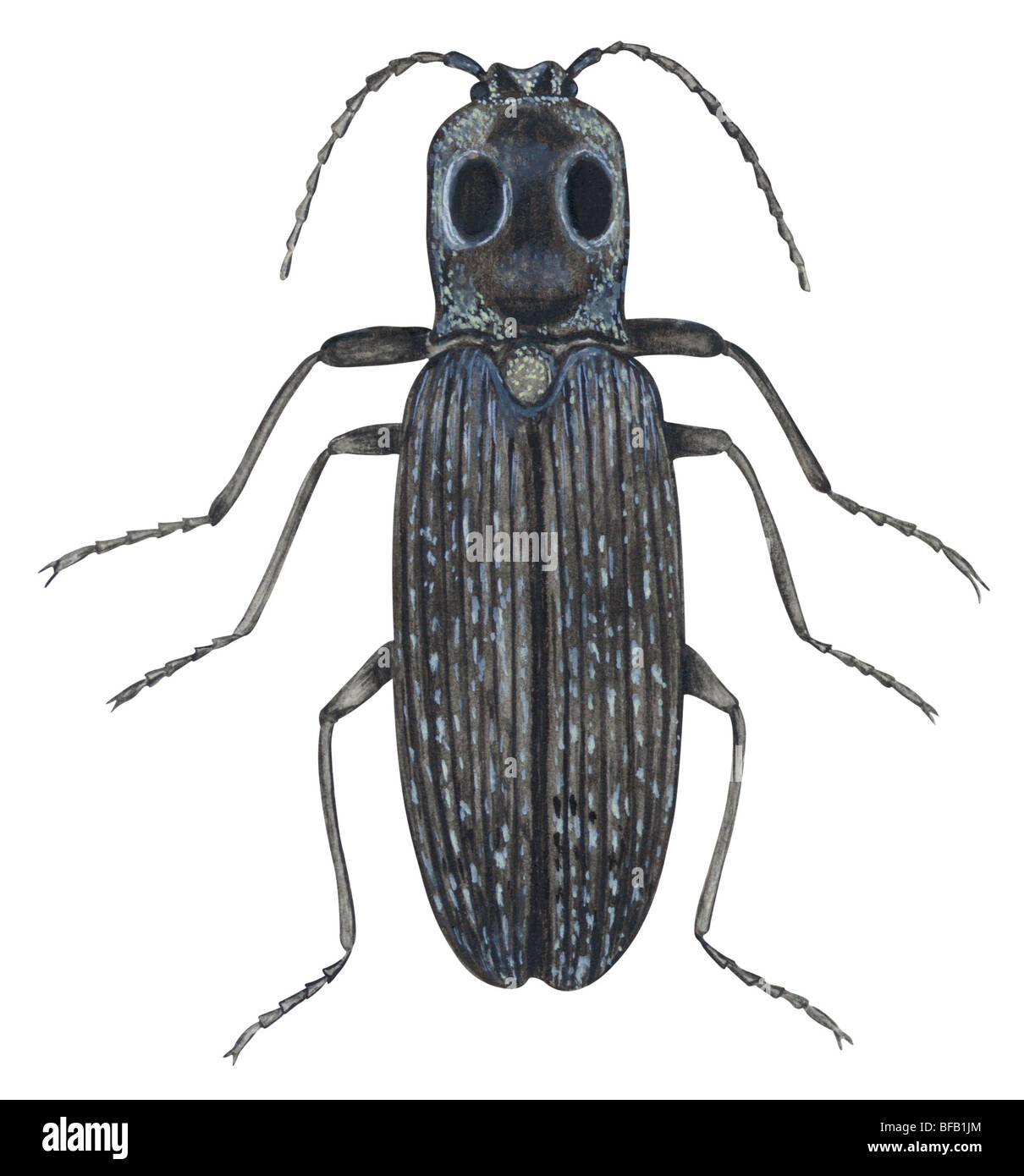 Click beetle Banque D'Images