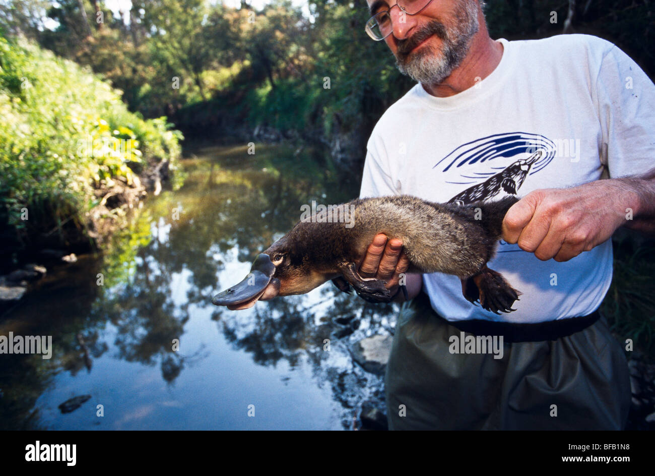 La biologiste, Australie platypus Banque D'Images