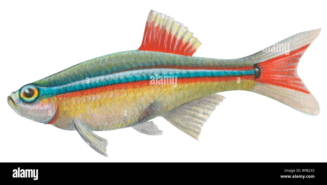 Nuage blanc Banque D'Images