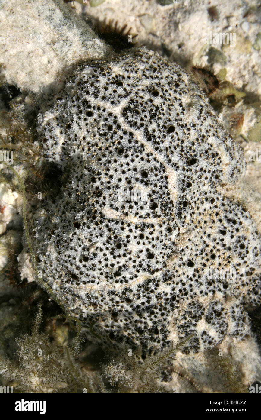 Dans une roche de corail mou-piscine sur plage de Jambiani, Zanzibar Banque D'Images