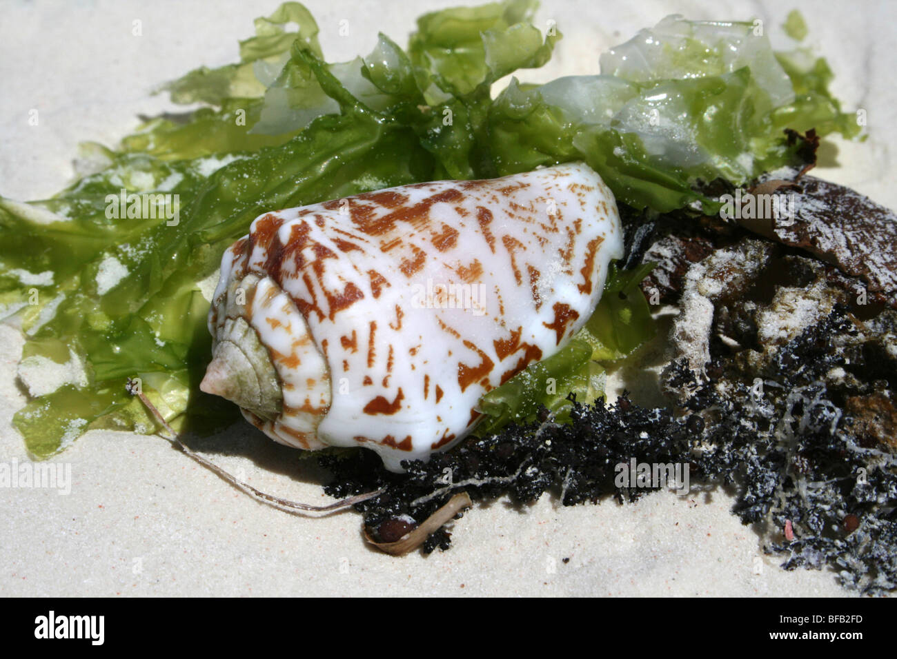 Strombus Seashell sur des algues sur la plage de Jambiani, Zanzibar Banque D'Images