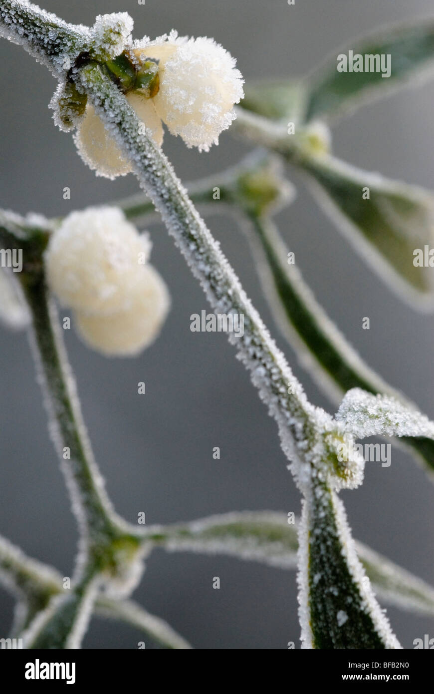Les plantes, branche de Gui Viscum album ou des petits fruits avec du givre sur elle en hiver Banque D'Images