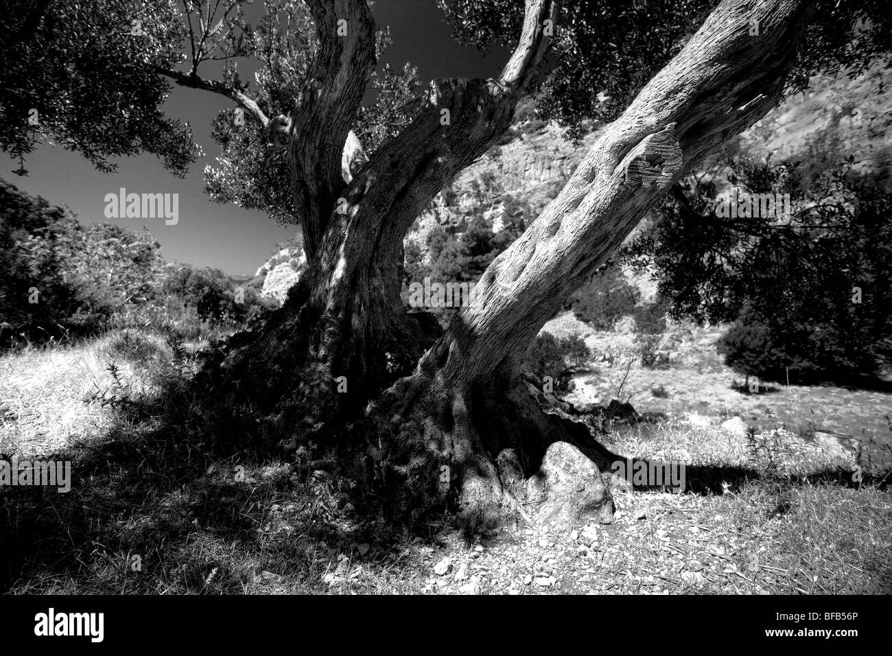 Vieil olivier sur l'île de Brac, Croatie, Dalmatie Cemtral Banque D'Images