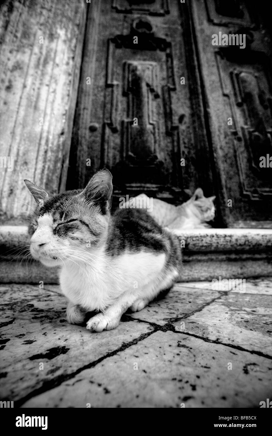 Les chats errants s'assit sur les marches de la cathédrale de l'Assomption de la Vierge (Velika Gospa), Dubrovnik, Croatie Banque D'Images