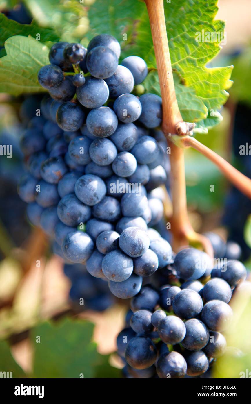 Raisins sur les vignes de Villany ( Villany ) vignobles, la Hongrie. Banque D'Images