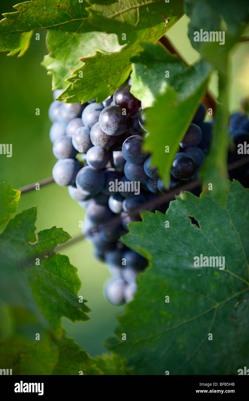Raisins sur les vignes de Villany ( Villany ) vignobles, la Hongrie. Banque D'Images